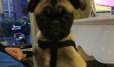 巴哥爆料最新人物,揭秘娱乐圈新晋人气明星的崛起之路