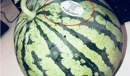 跳舞网红吃瓜是谁